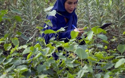 حماية البيئة في أوقات النزاعات المسلحة